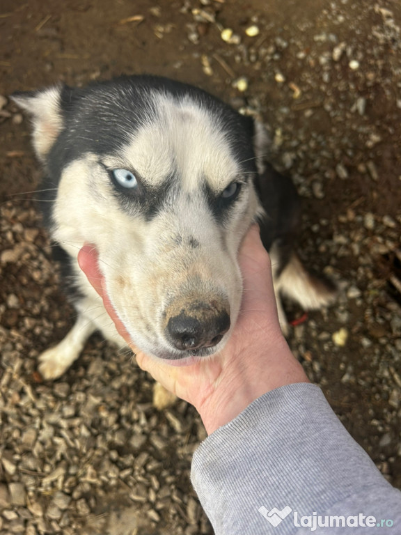 Husky siberian donez