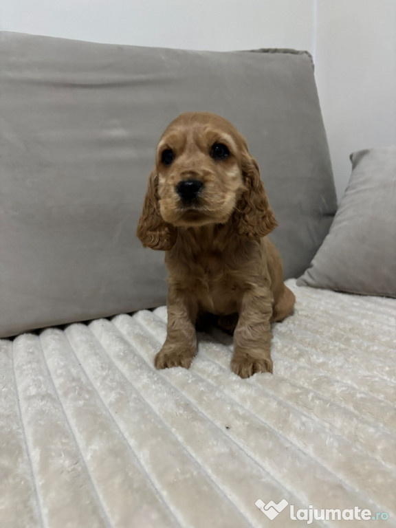 Cocker spaniol puiuți