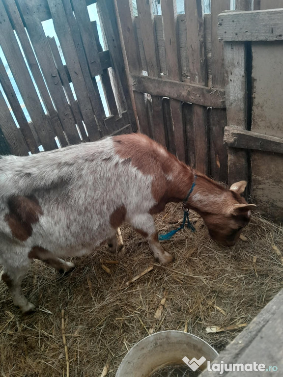 Capre gestante de fătat