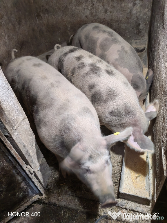 De vanzare la alegere sunt 4 bucăți.