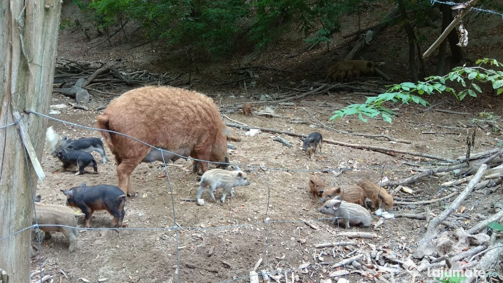 Porci mangalita toate soiurile