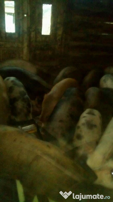 Porci