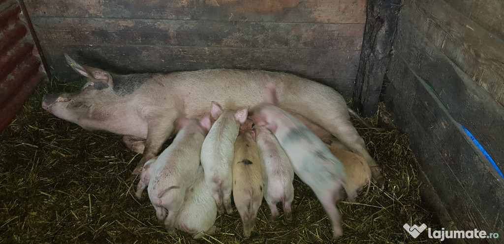 Purcei metis duroc cu pietrean