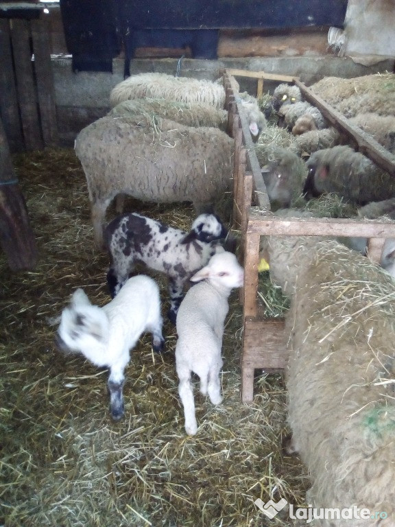 35 oi și 15 capre