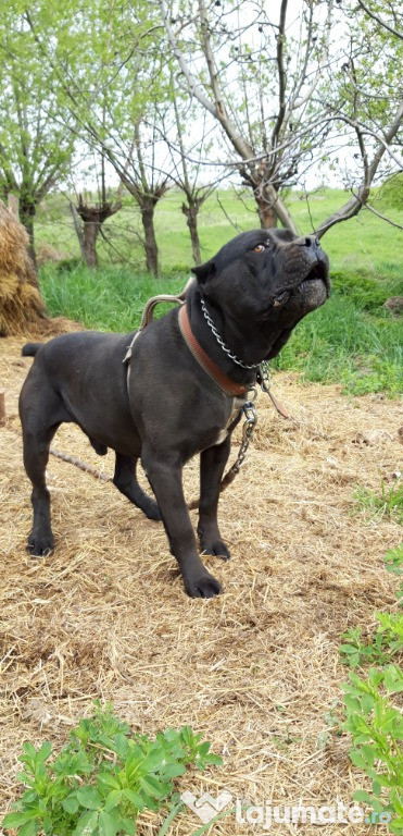 Cane corso