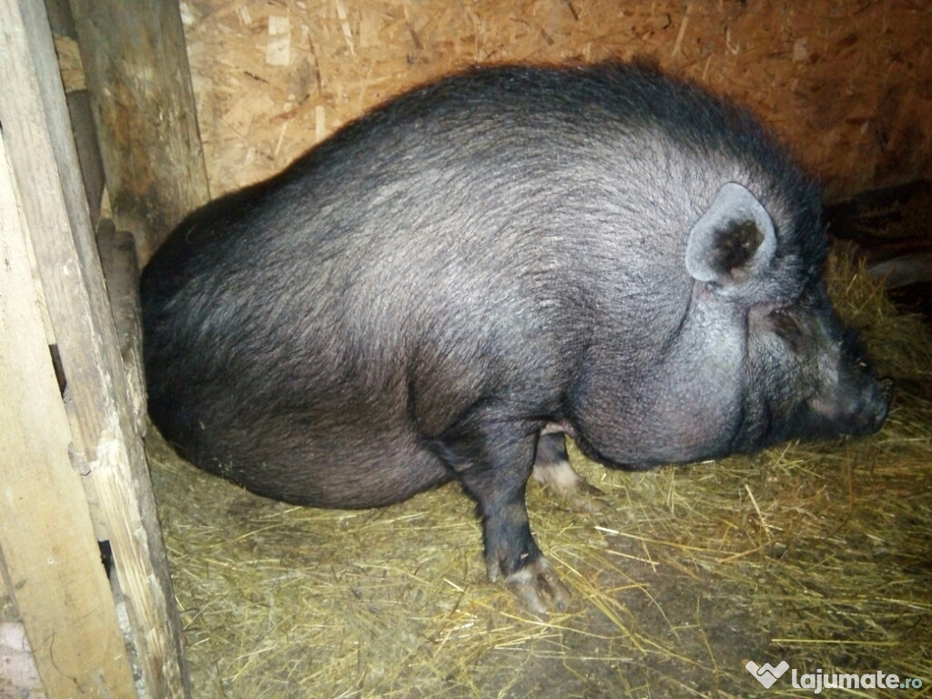 Scroafa vietnameza crescuta cu mancare bio