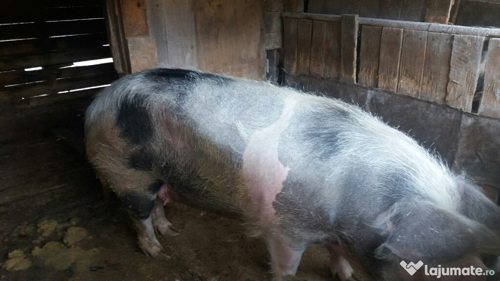 Porc carne