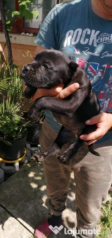 Cane corso