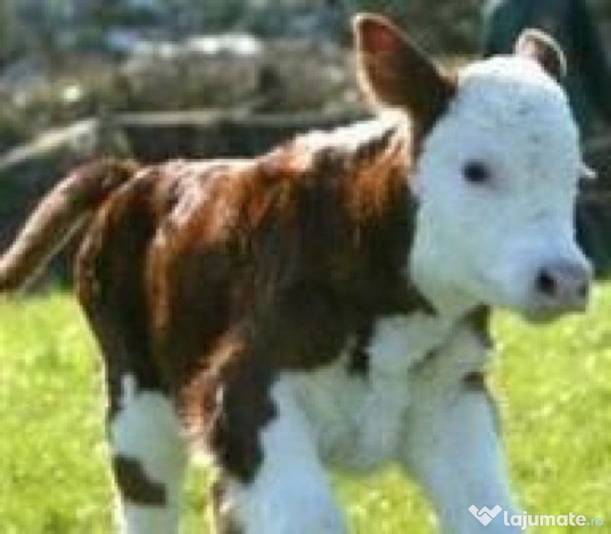 Ingrijitor la vaci, om la vaci