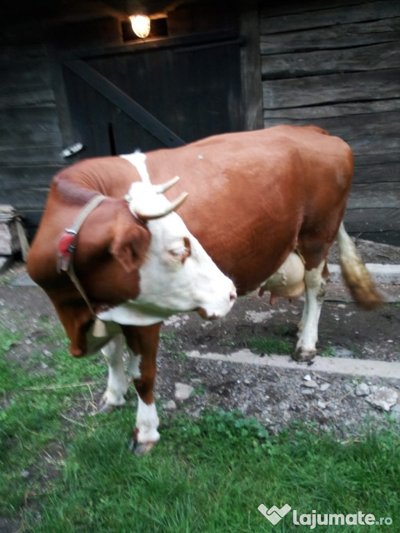 Vaca bălțată