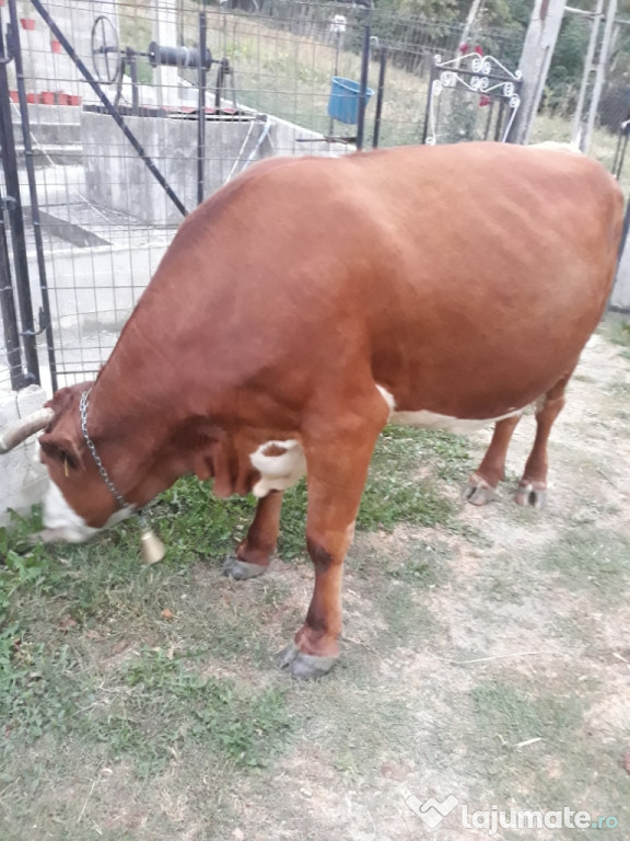 Vaca baltata romaneasca.