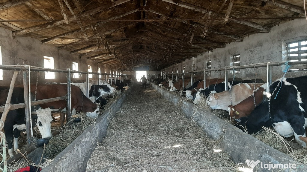 Vaci de vandut