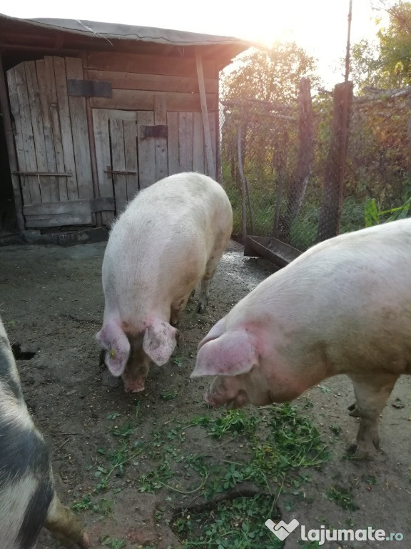 Porci marele alb