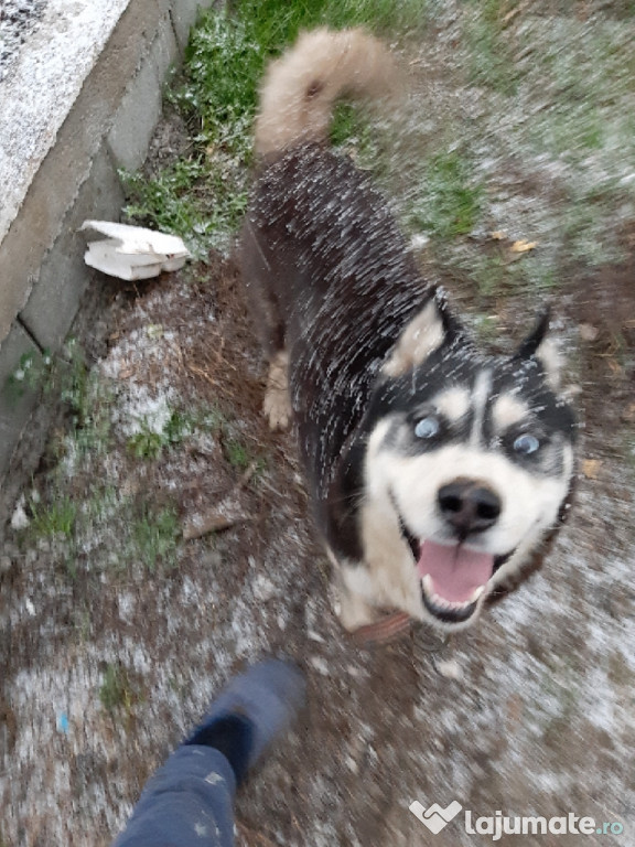 Husky Siberian