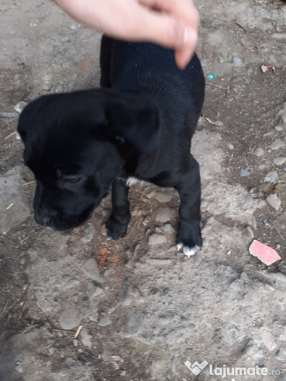 Femela Cane Corso