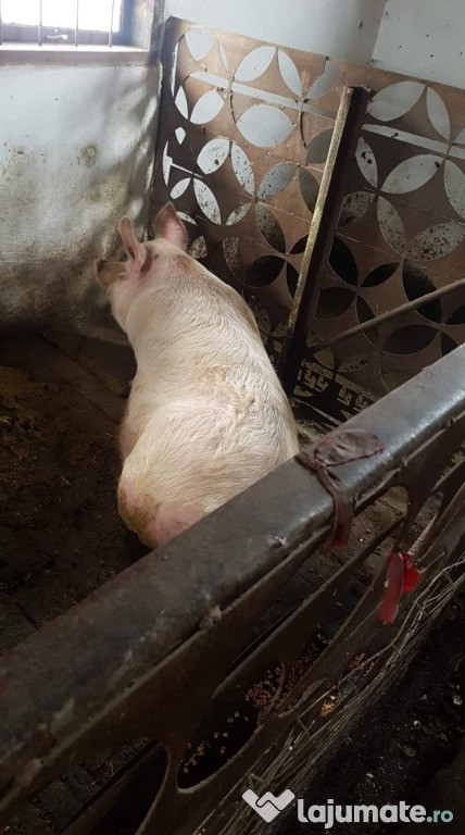 Porc de craciun