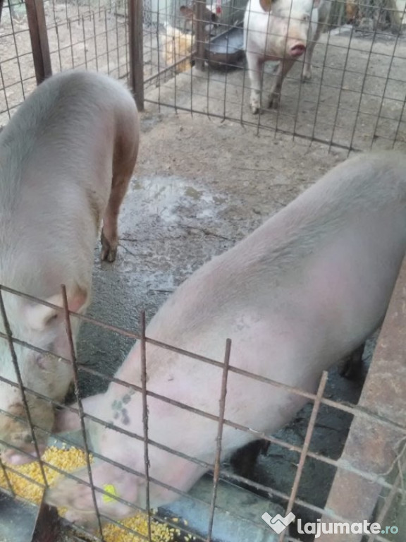Porci
