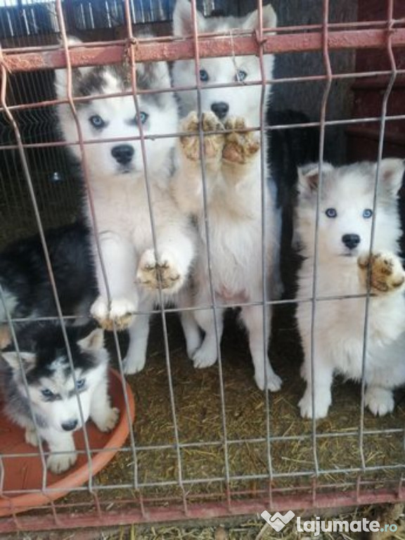 Căței husky siberian