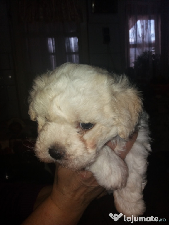 Bichon Maltez