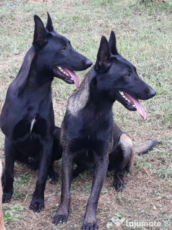 Ciobănesc belgian malinois