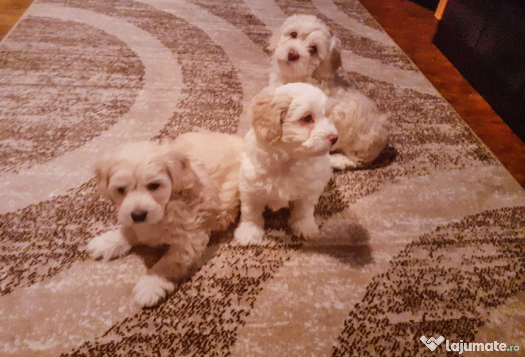 Catei bichon