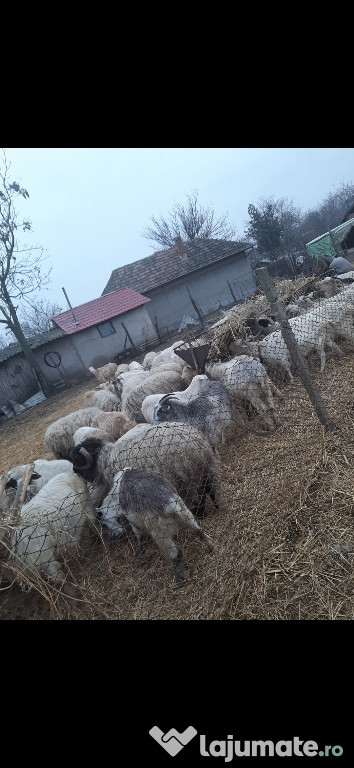 Oi și capre