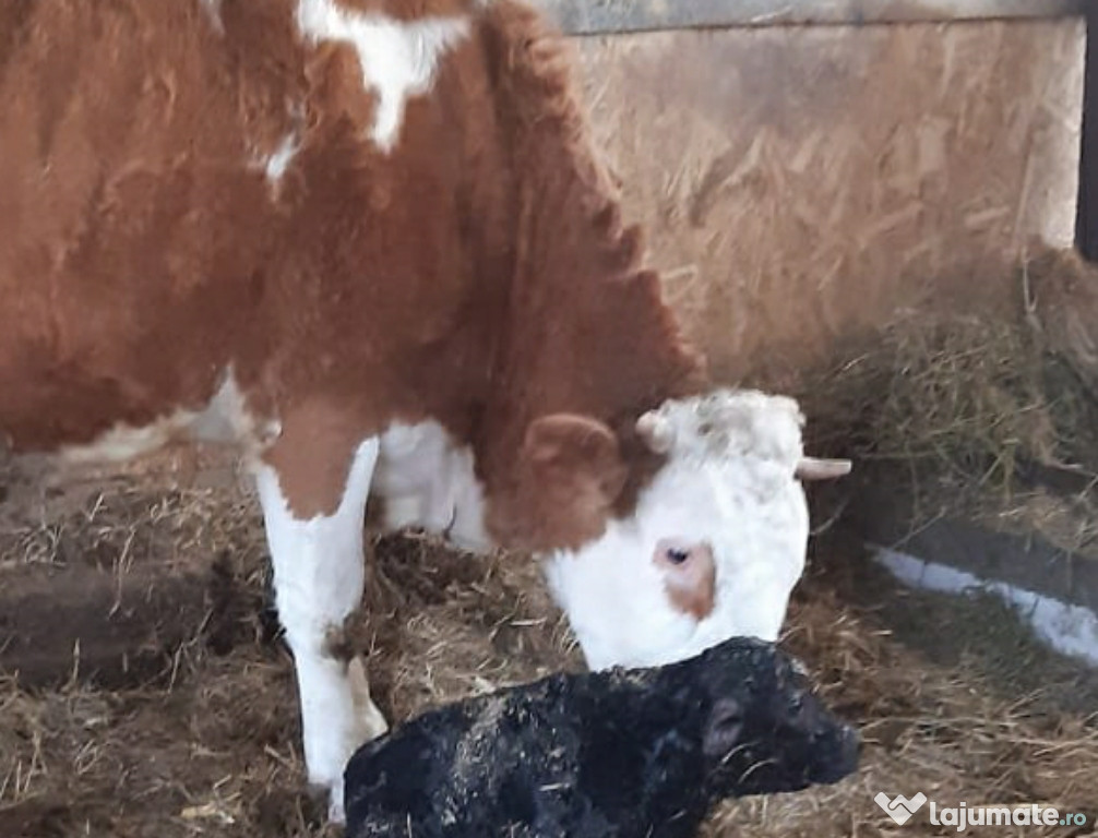 Vaca Bălțată românească cu vițel