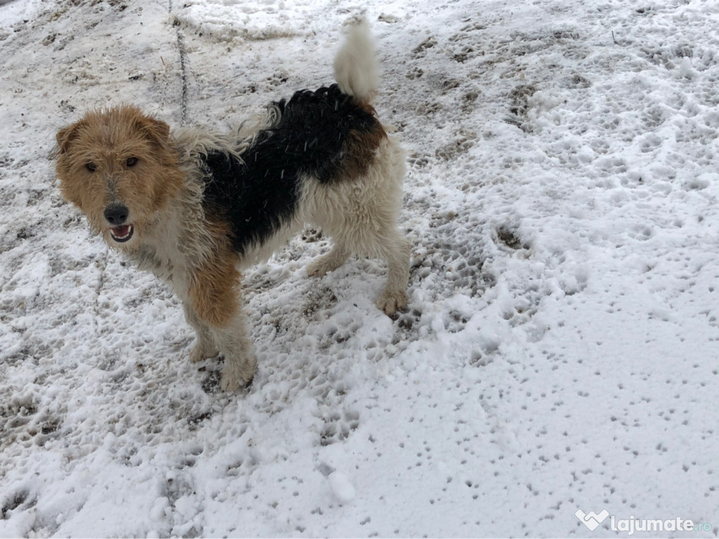 Foxterrier