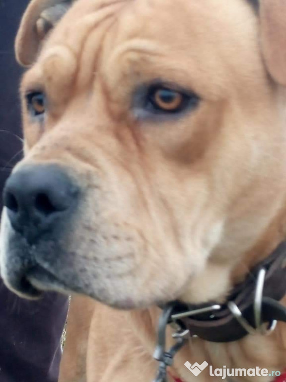 Amstaff pt monta