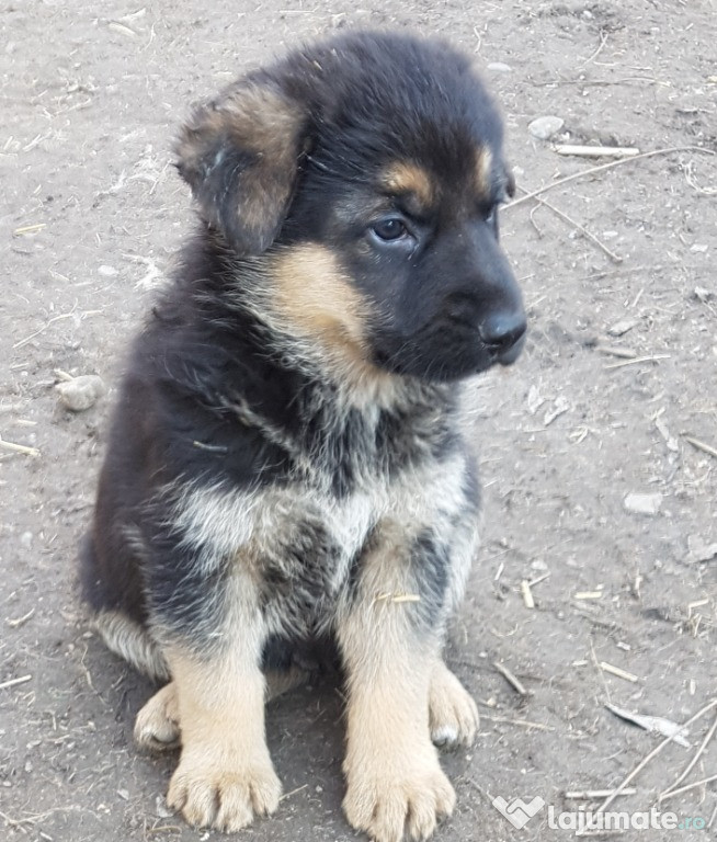 Catei rasa ciobanesc german