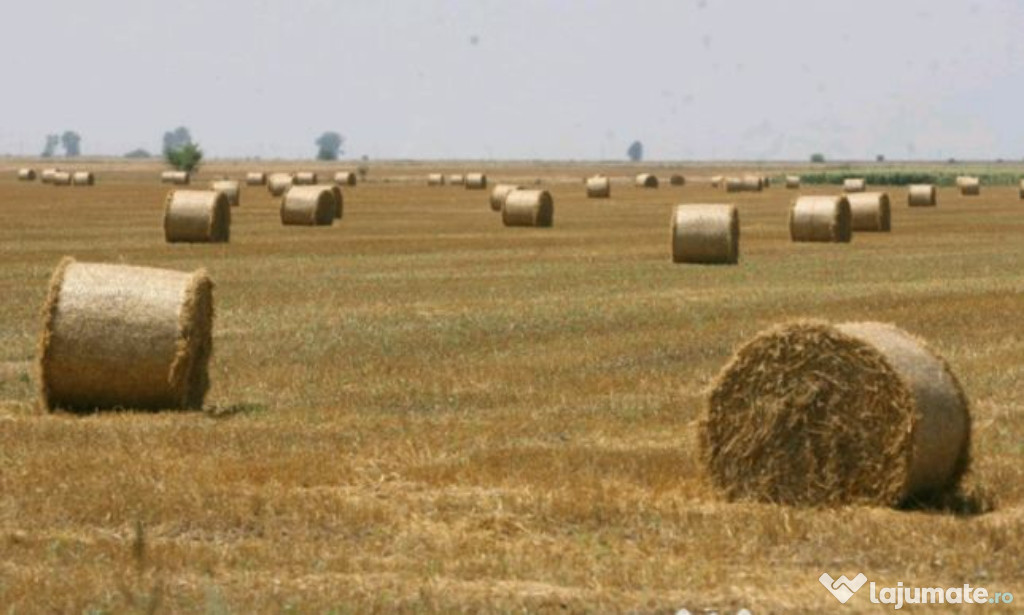 Teren agricol 16,32 ha, Berezeni - Vaslui.