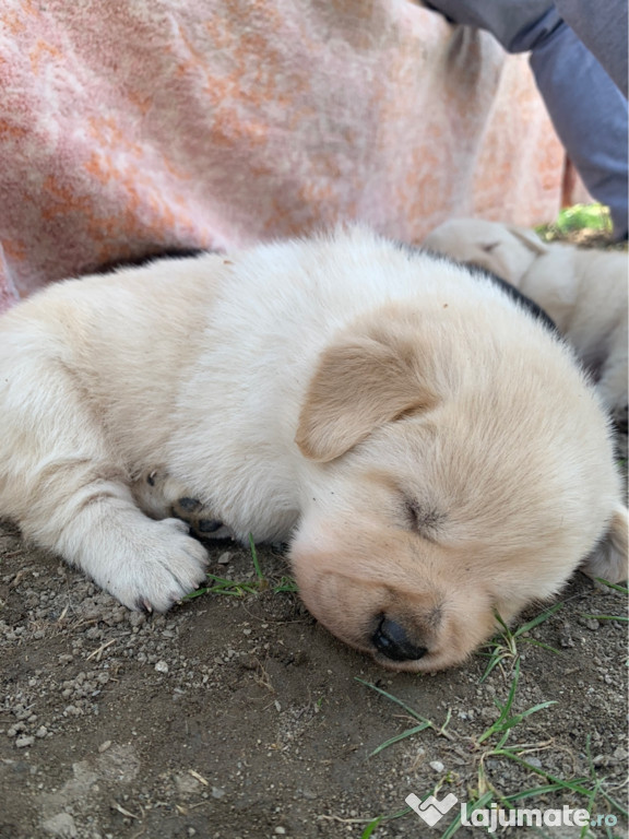 Labrador Golden