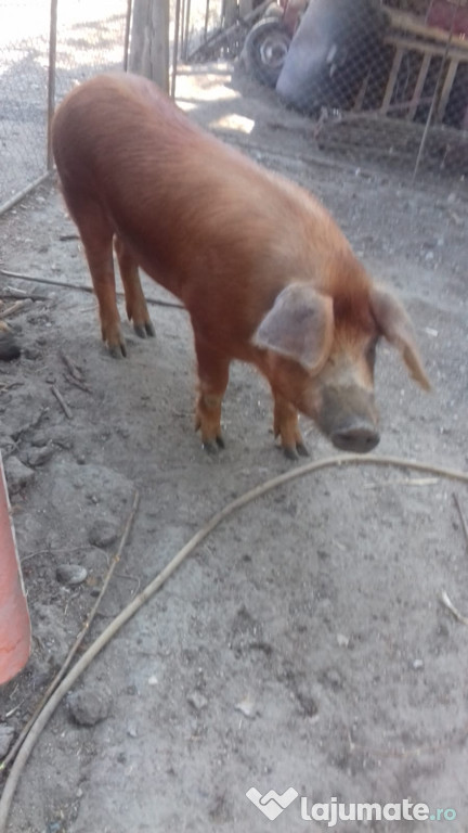 Vier Duroc rasa pura pt monta