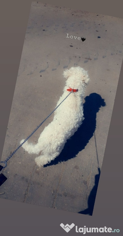 Bichon maltez