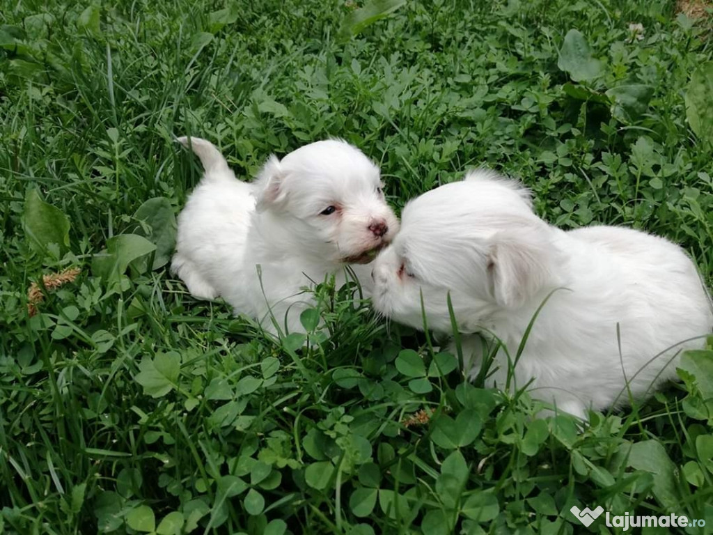 Bichon maltese