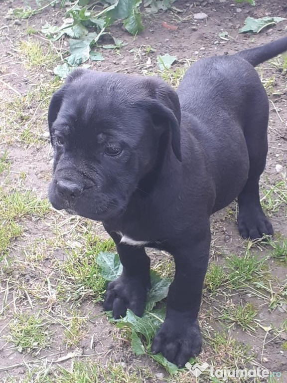 Cane corso pui