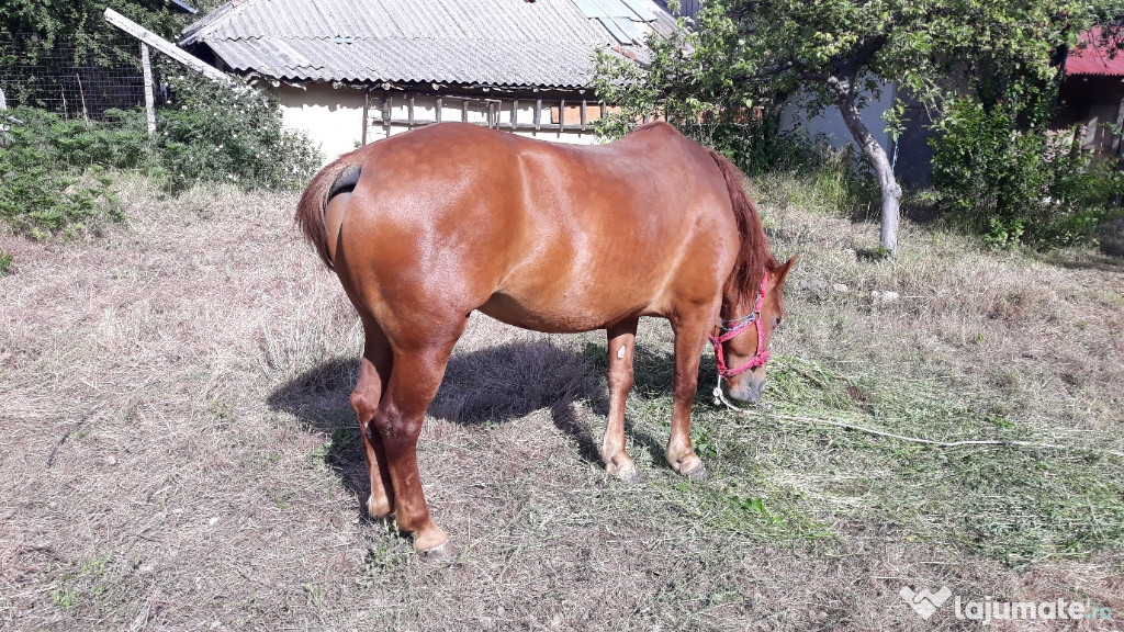 Iapa,ham, căruță.