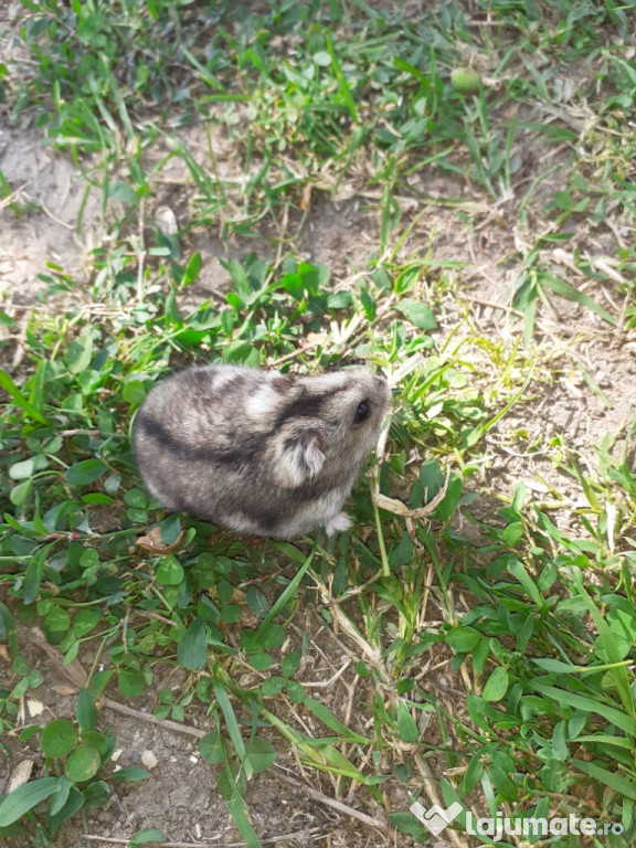 Hamster ofer cușcă,rumeguș și cadou o cutie de mâncare