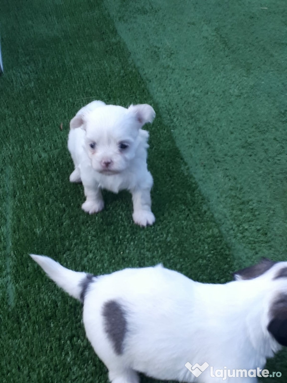 Catei Bichon