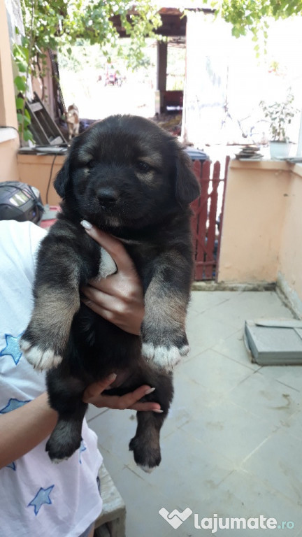 Ciobanesc caucazian