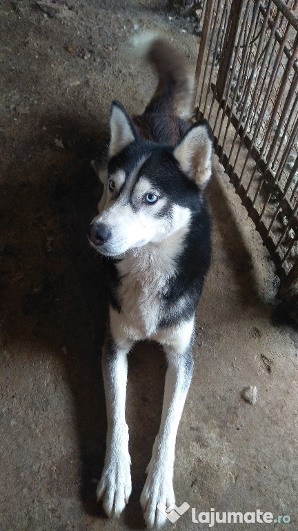 Mascul Husky disponibil