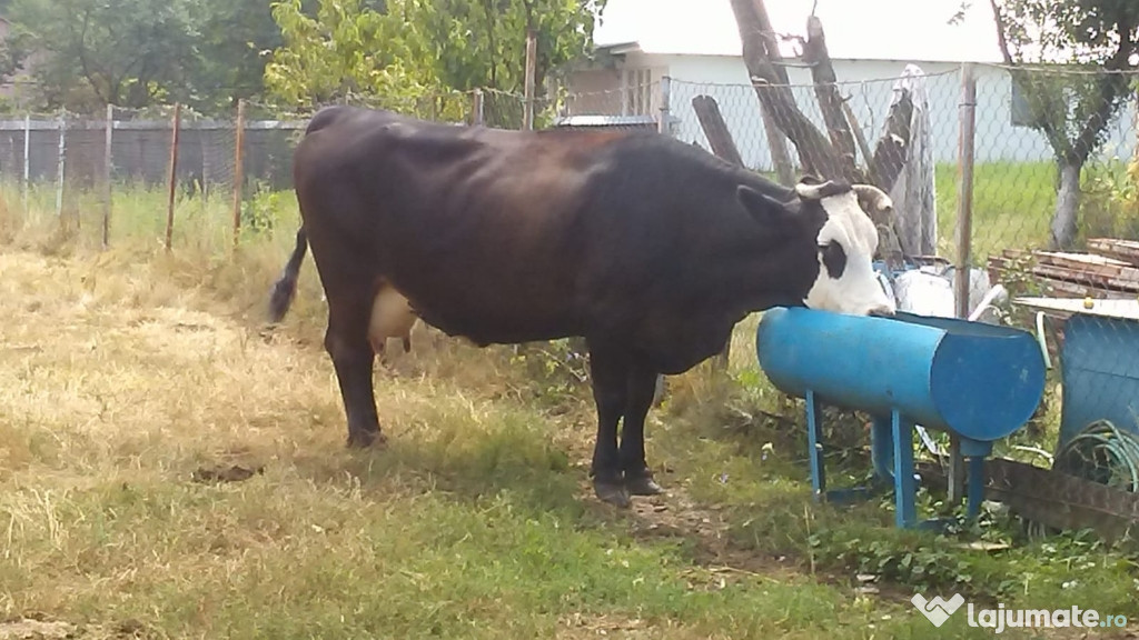 Vacă balțată
