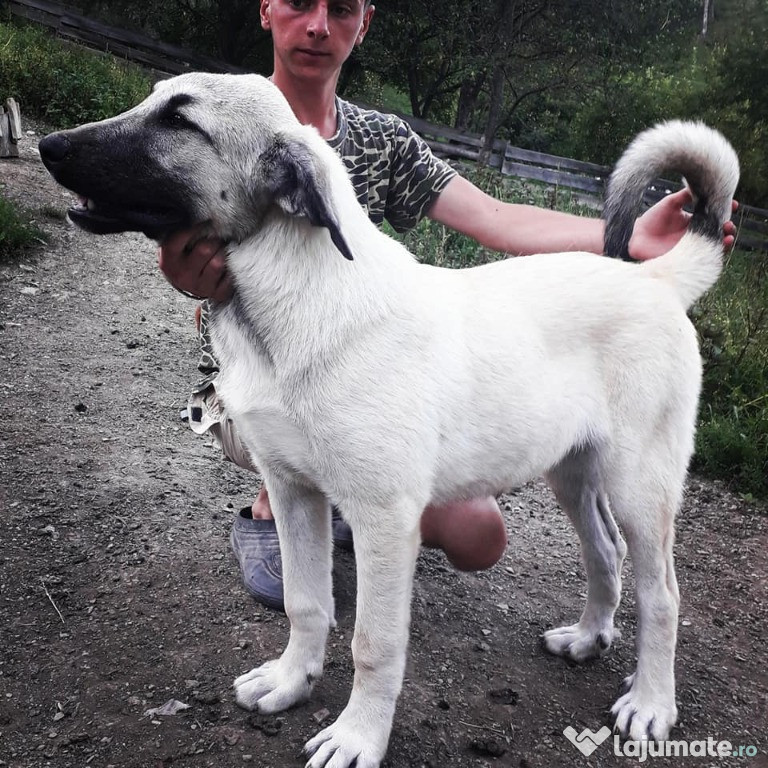 Kangal