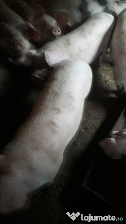 Porci pentru Craciun