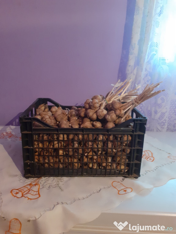 Usturoi de pus în pământ.50 de kg