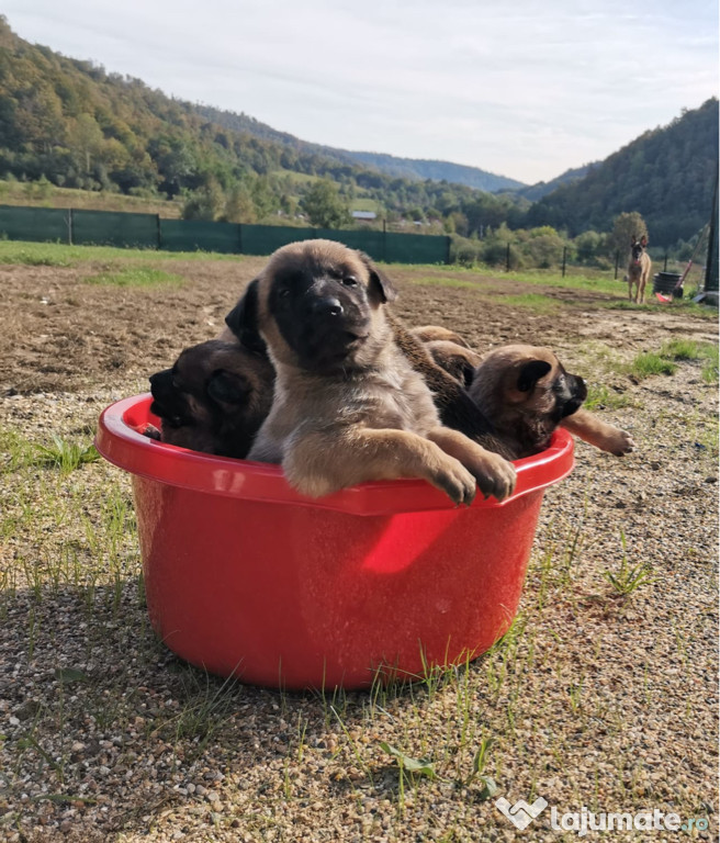Pui Lup Belgian Malinois