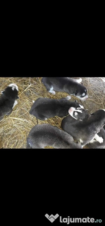 Căței Husky Siberian