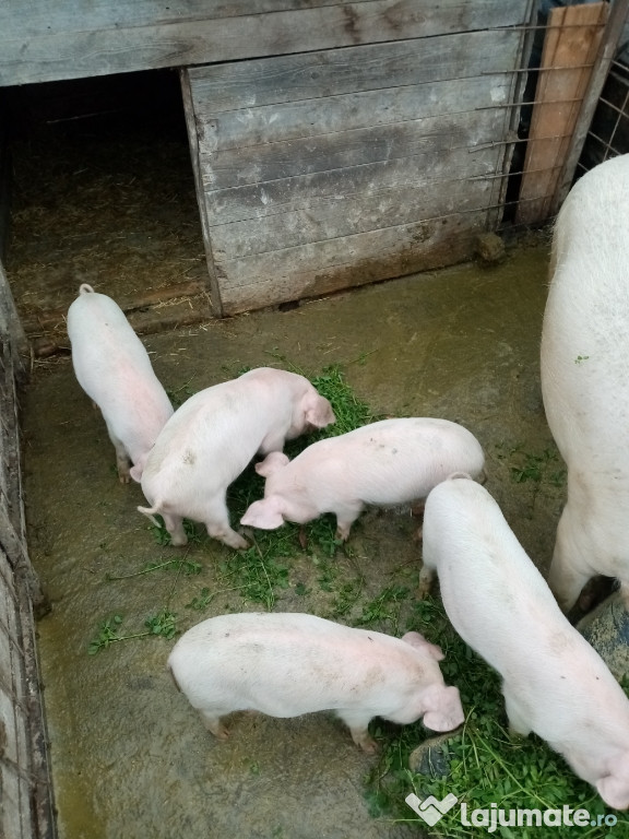 Purceii 6saptamanii