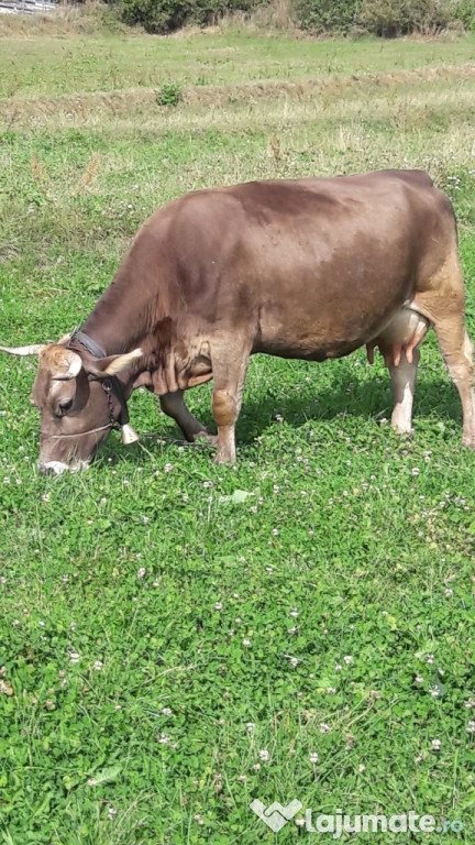 Vaca de 6 ani
