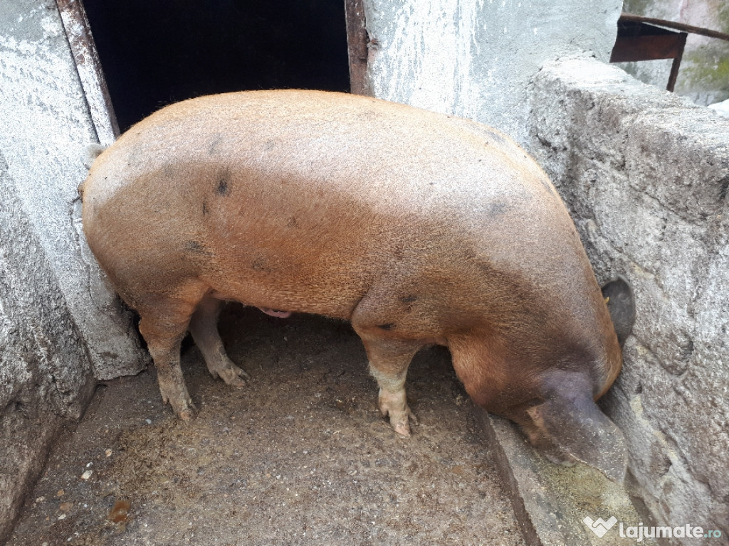 Porci si purcei